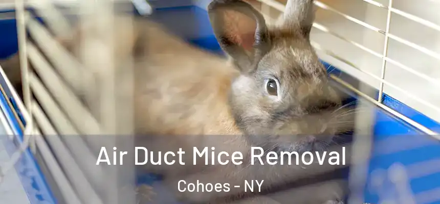  Air Duct Mice Removal Cohoes - NY
